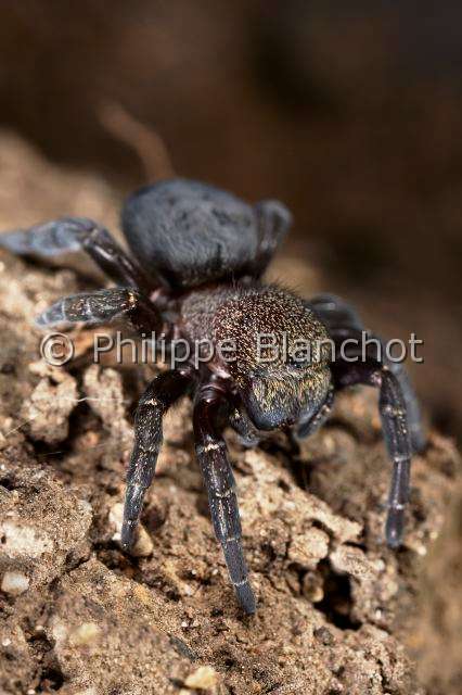 Eresidae_8630.JPG - France, Araneae, Eresidae, Araignée coccinelle (Eresus kollari), femelle, Ladybird Spider